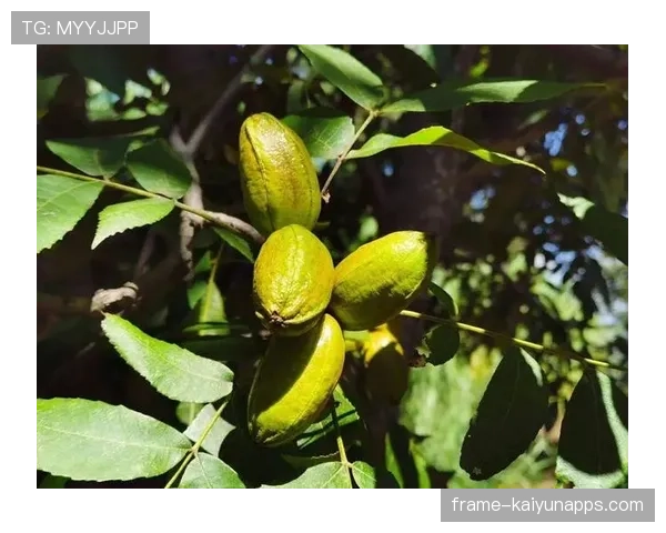 商务部关注美墨碧根果价格行为,商务部对美墨进口碧根果发起反倾销调查 商务部关注美墨碧根果价格行为,商务部对美墨进口碧根果发起反倾销调查